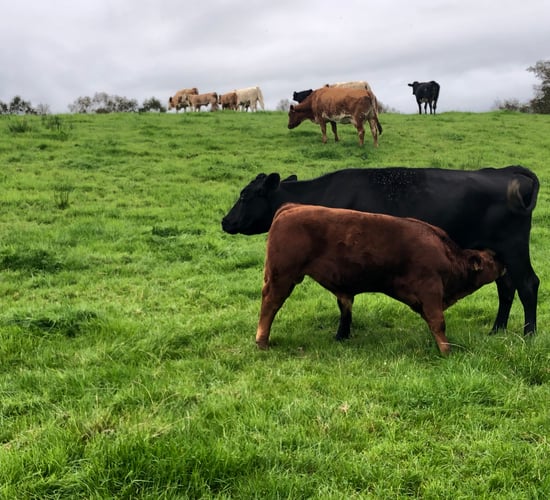 Suckler calving statistics for 2021 released by ICBF