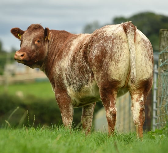 Balmoral Show: Chance to win roan heifer in NI Air Ambulance fundraiser