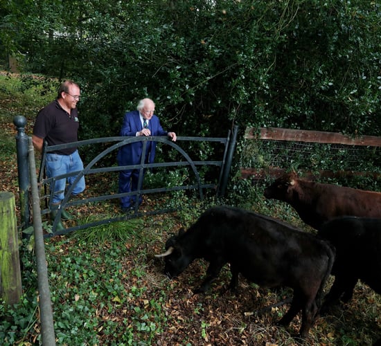 Dexter cattle to graze Áras grounds as part of biodiversity programme