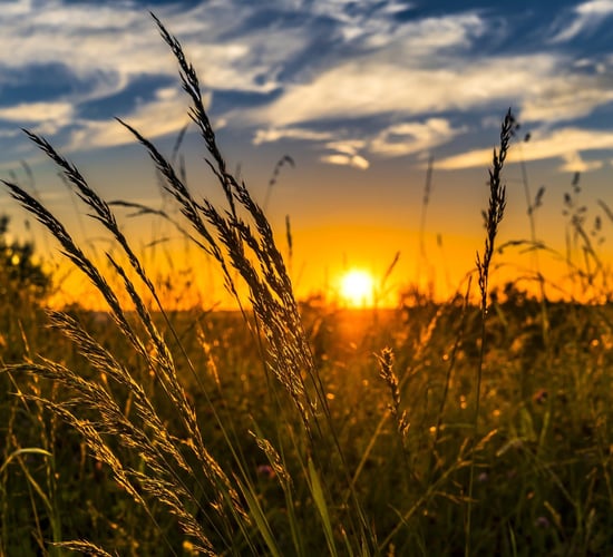 Agriculture 'most contentious area of just transition'