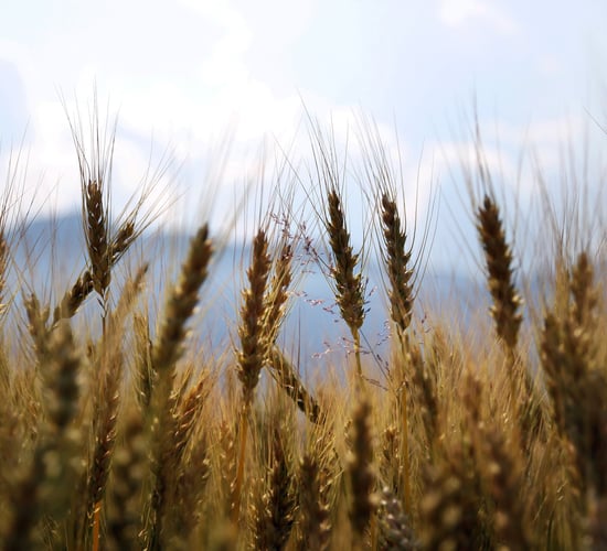 G20 countries urged to increase support for farmers in Afghanistan