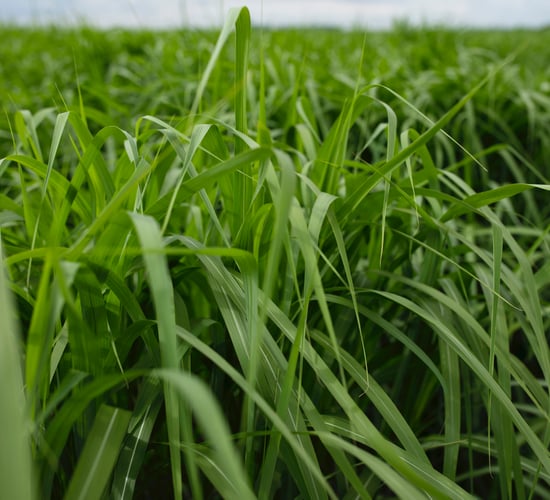 UK miscanthus research gets government funding to help meet net-zero
