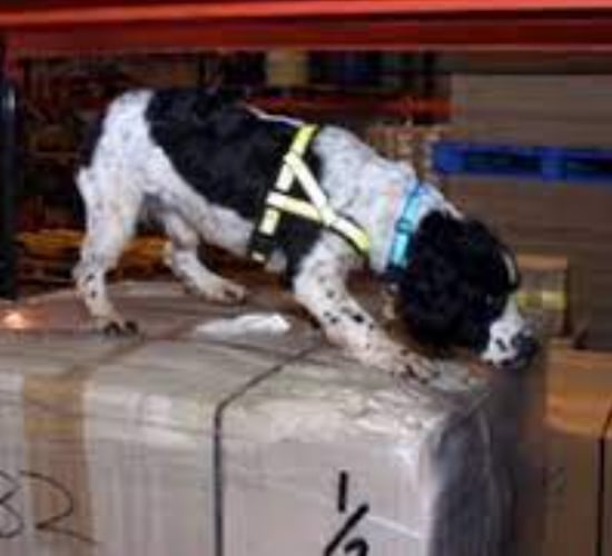 Unauthorised veterinary medicine seized at Heathrow Airport