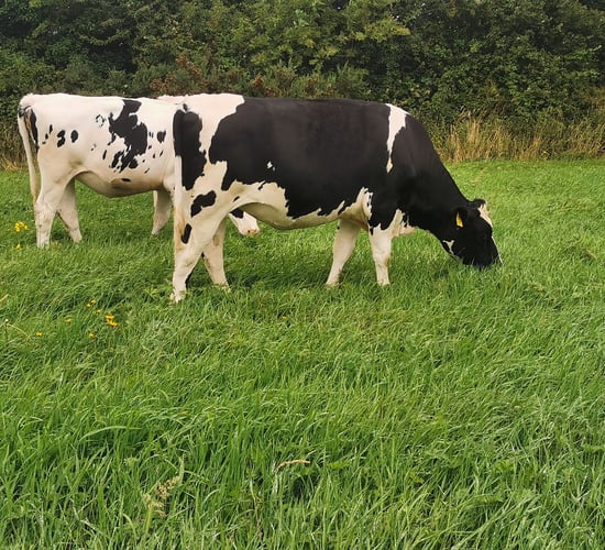 High EBI heifers nationwide at Cashel Mart's virtual sale
