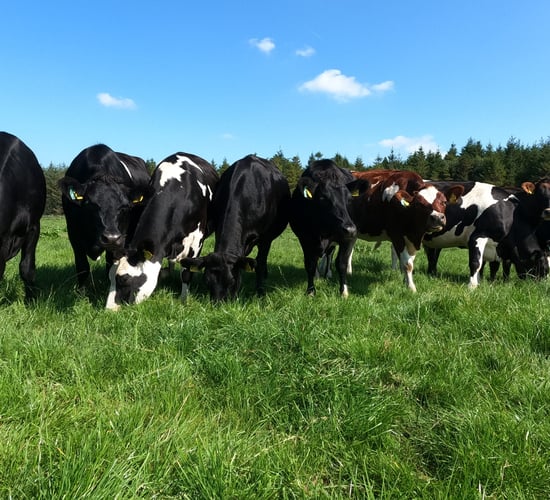 Dairy heifers cross €1,700 at Cashel Mart’s virtual sale