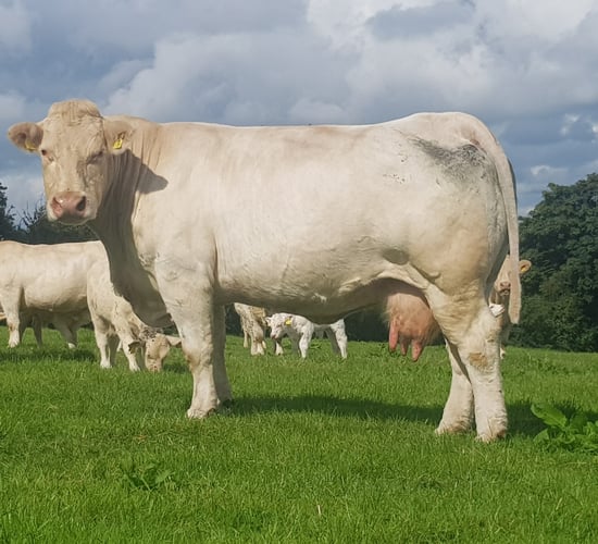 Sionhill Charolais Herd set for dispersal sale on Tuesday