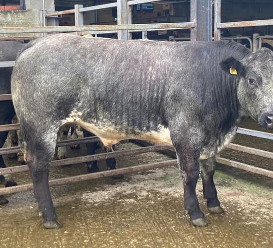 Beef cattle cross €3/kg liveweight at Carnew Mart