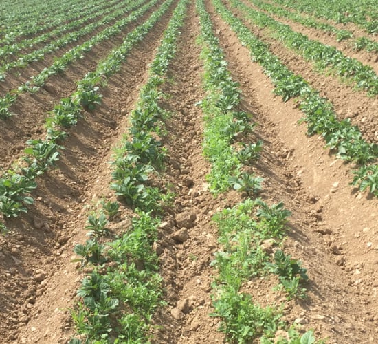 Technology to identify tuber size could be rolled out in Ireland