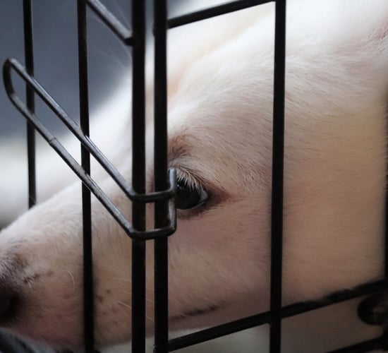 Poots launches campaign to combat puppy smuggling in NI