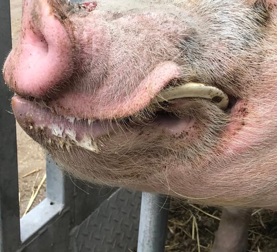 UK animal charity wound up amid allegations of 'serious mismanagement'