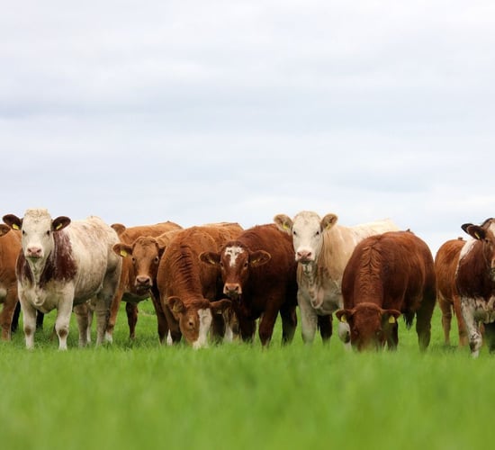 Tateetra and Rathmore Farms' 3rd annual heifer sale this Friday