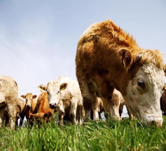 Treatment and control of parasites this season