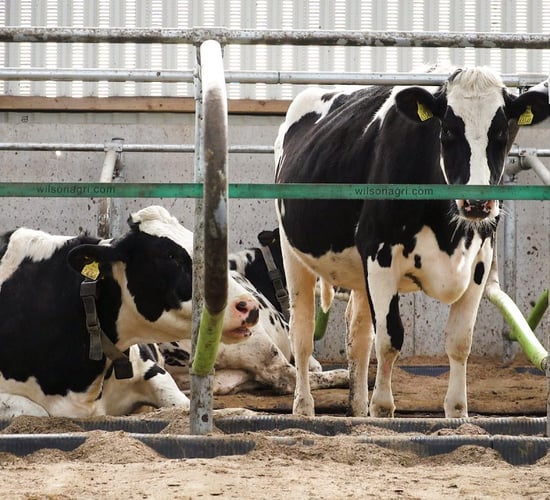 Supporting vaccination with injectable trace minerals