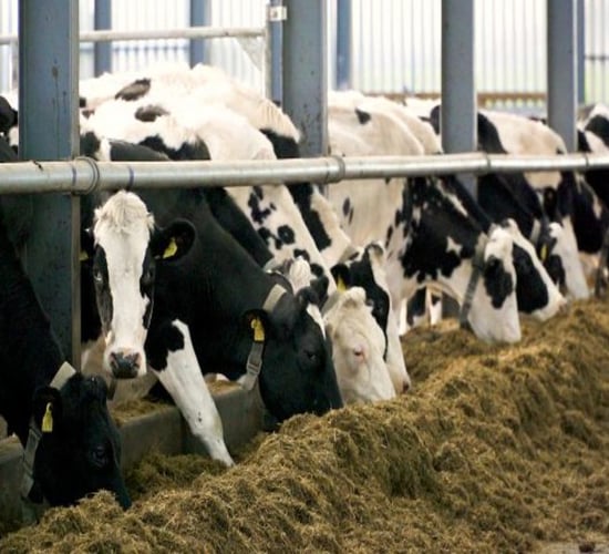 Trace mineral nutrition post-calving is of vital importance