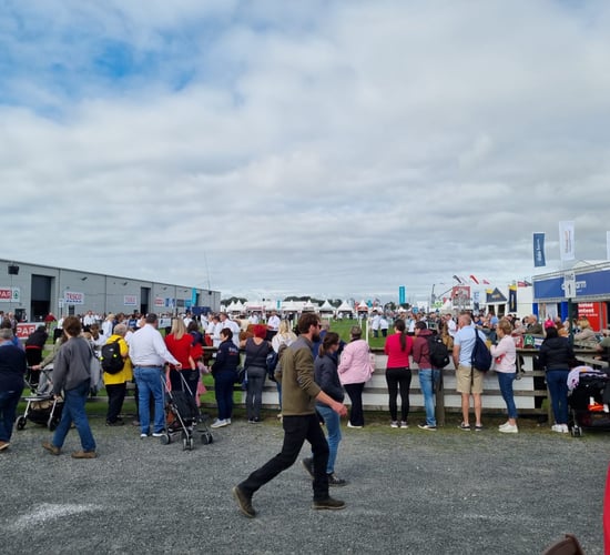 New herd names come to the fore at Balmoral Show