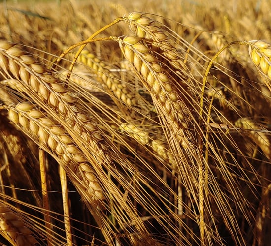 DAFM publishes the winter barley recommended lists for 2025
