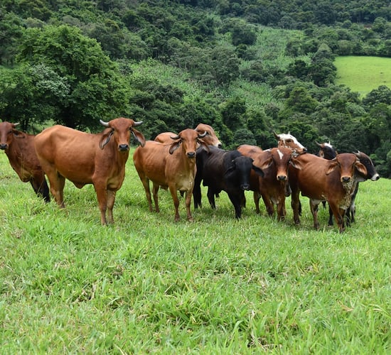 Brazil to increase beef production by 10% in next decade