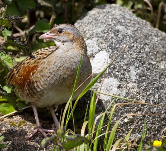 Corncrake territories reach highest number in 25 years - NPWS