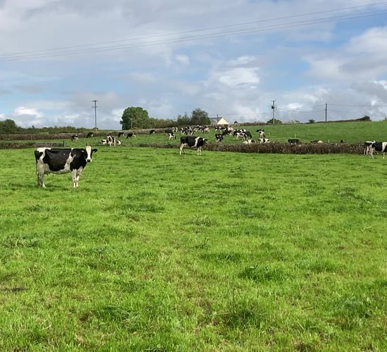 What are the grazing targets for the next number of weeks?