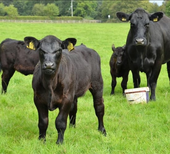 Captain’s Hill Pedigree Angus Herd set for full dispersal