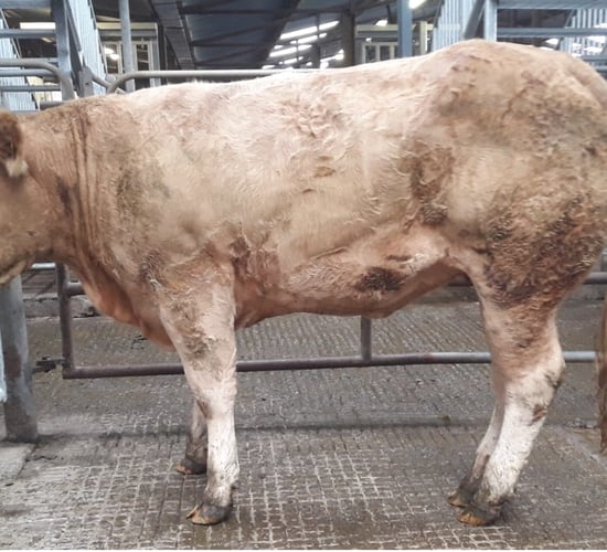 Buyers spend big at Elphin Mart's special heifer sale