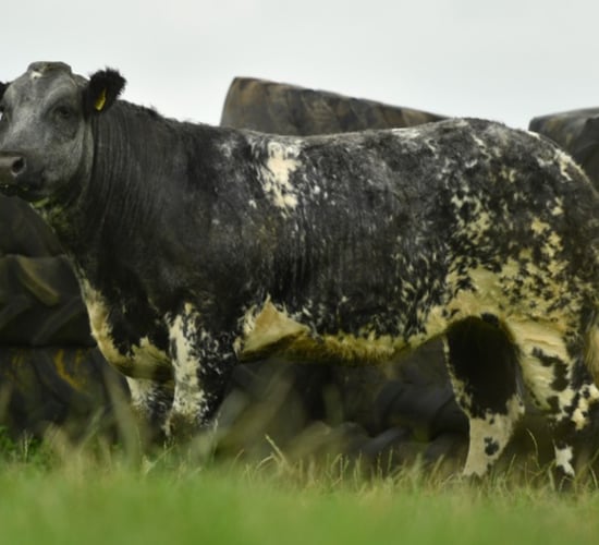 Jalex timed auction sees top price of £6,100 for blue heifer