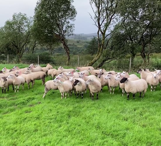 'Don’t let worms hinder the fertility of ewe lambs ahead of breeding'