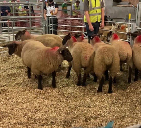 Trade for breeding sheep not as 'hot' as expected by many