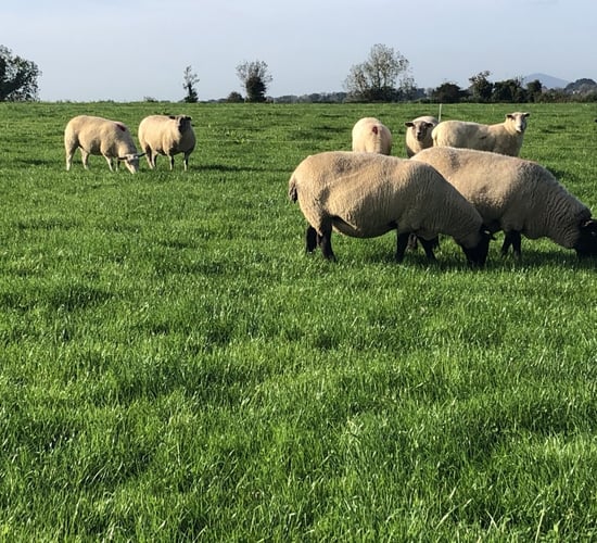 Preventing and treating grass tetany in ewes