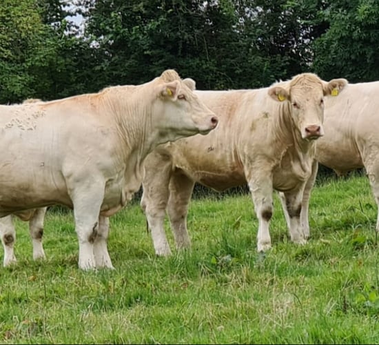 Charolais heifer makes €10,200 at Kilvilcorris sale
