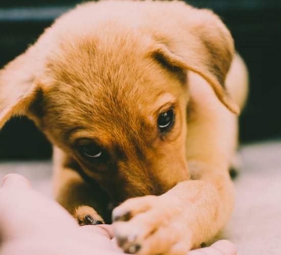 Minister must 'close puppy smuggling loophole' - Boylan