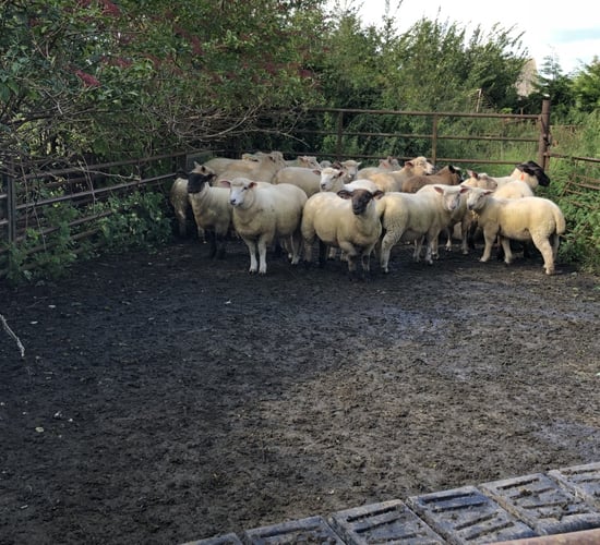 UK sheepmeat production down 16% in August