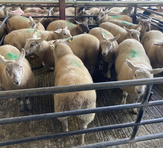 Sheep marts: Factory lambs see an improved trade