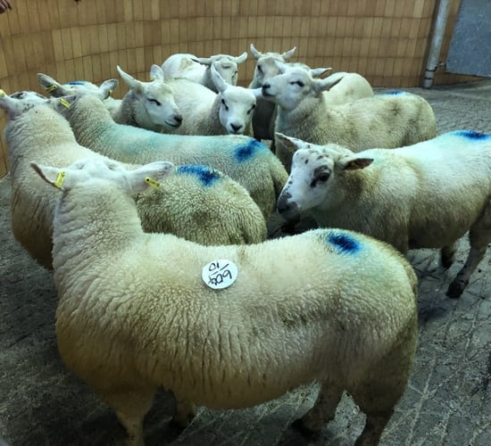 Sheep kill: Throughput falls shy of 67,000 head