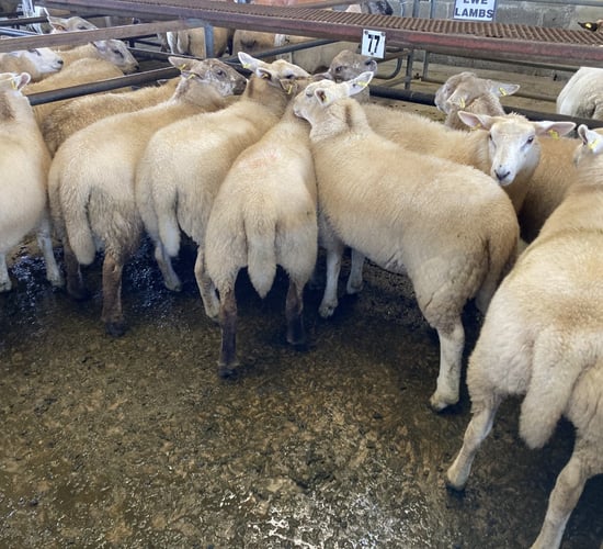 Sheep trade: Base prices unchanged as the trade remains steady
