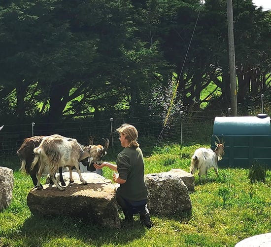 No kidding: Goats drafted in to keep Howth in check