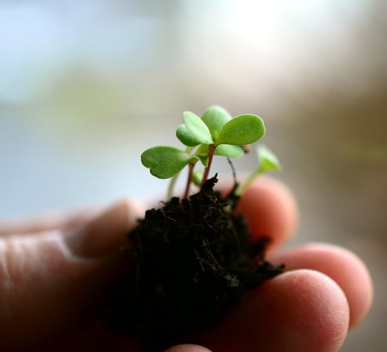 Agri-environmental project aiming to rebuild healthy soil