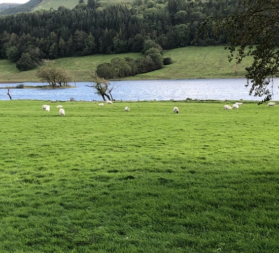 Action needed at a critical time for the sheep sector