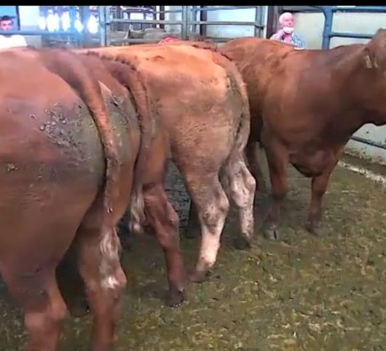 Over 600 beef cattle at show and sale in Sixmilebridge