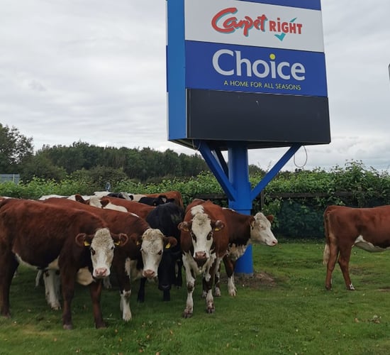 Shoppers corral loose heifers for an hour...in Naas carpark