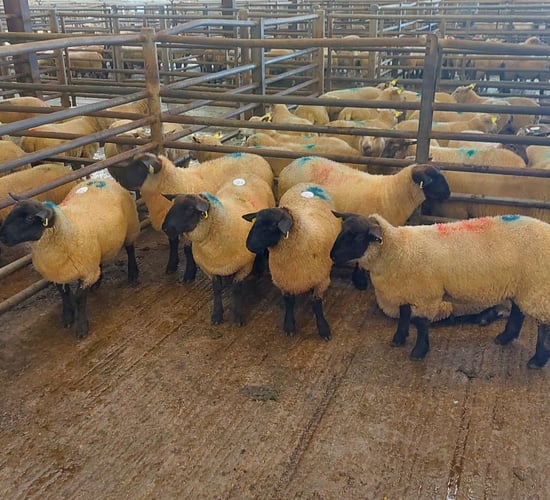 Farmers look to ewe lambs to keep options open