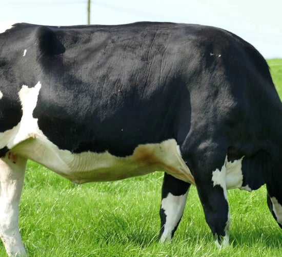 Autumn dairy sales return to Carnaross and Dungannon
