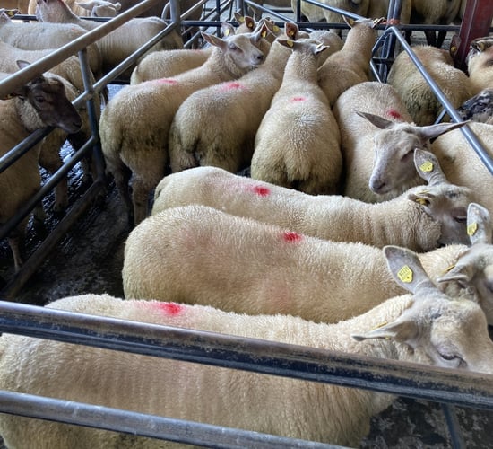 Sheep trade: Lamb prices continue upward trajectory