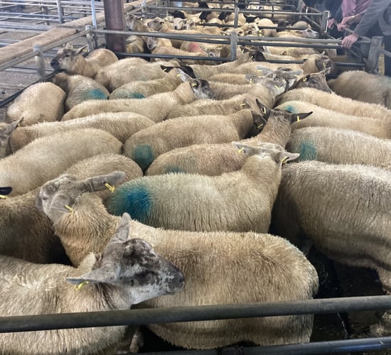 Sheep trade: Lamb quotes unchanged
