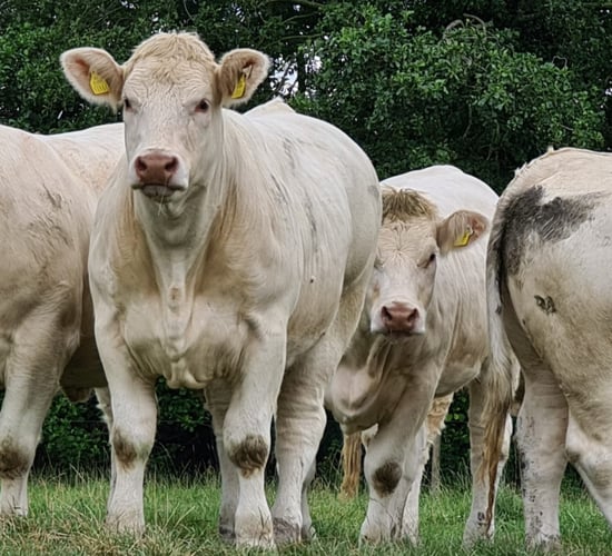Charolais 'production sale' at Tullamore Mart this Friday