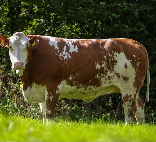 'Cows.ie' to host on-farm sale of 'unique' dairy heifers