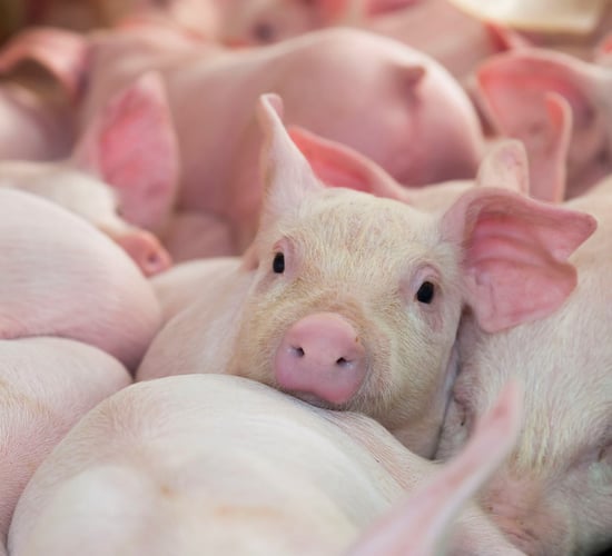 Pig farmers and Ileitis: Spend money to save money