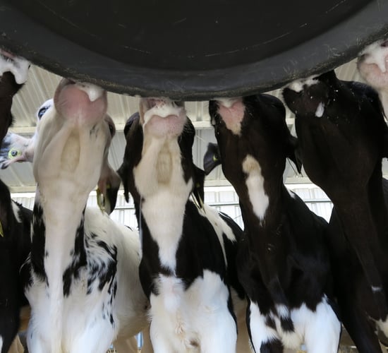 What are the cost benefits of feeding milk replacer vs whole milk