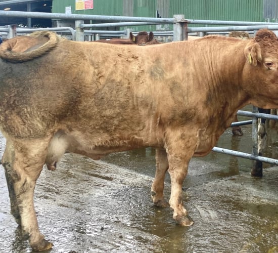 Mart trade for beef cows 'surpassing factory price'