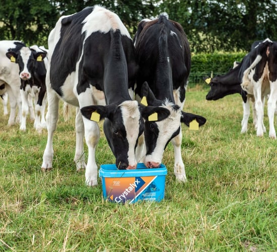 Crystalyx ‘doing dairy differently’ after new trial results